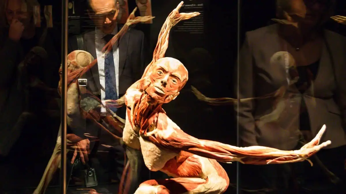 Body-Worlds-Berlin Plastinated human body specimen posed like a dancer with exposed muscles on display at Body Worlds Berlin