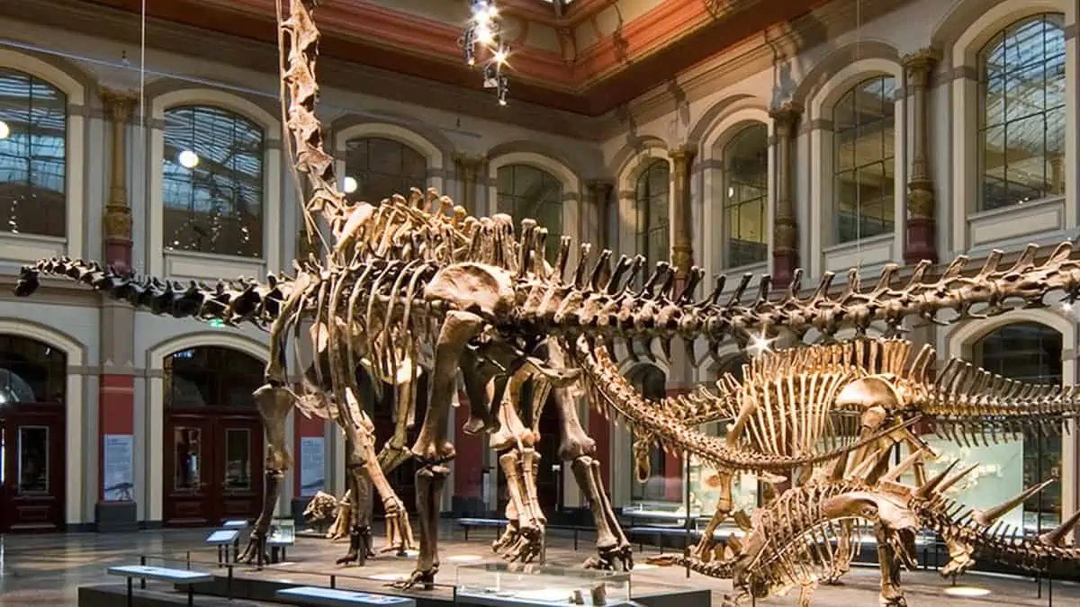 Natural-History-Museum-Berlin Dinosaur skeletons on display in the grand central hall of the Natural History Museum in Berlin